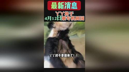 熊猫yy最新爆料消息,揭秘娱乐圈最新动态
