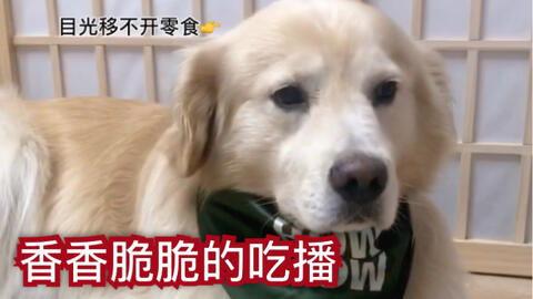 狗子的最新爆料视频